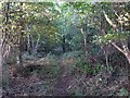 Footpath, Stede Hill Wood