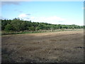 Stubble field towards woodland, Shellacres