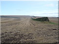 Stubble field and hedgerow