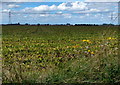 Farmland next to the River Trent