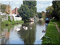 A family of swans on the Trent & Mersey Canal