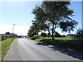 Tree beside Old Salts Farm Road