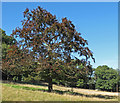 Tree & horse in field, Star Stile, Halstead