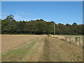 Looking along a field margin to Oxley Wood, Halstead