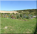 Allotments by the footpath north of Halewick Lane