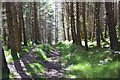 NH5431 : Forest in sunshine by Jim Barton