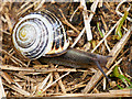 SP8966 : Snail Crossing the Nene Way by David Dixon