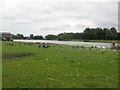 Birds beside Killingworth Lake