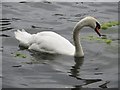 NZ2770 : Swan on Killingworth Lake by Graham Robson