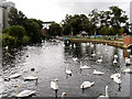 Swans on River Nene at Wellingborough Embankment