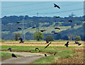 Crows in flight over Ox Pasture Lane