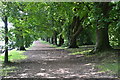 Avenue of trees beside busy road