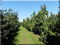 Apple Orchard at New Cross