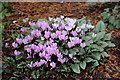 Cyclamen in Cluny woods