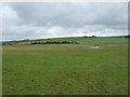 Grazing south east of Castletown