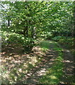 Footpath on a forestry track in Graffridge Wood