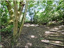 SJ9594 : Steps out of Gower Hey Woods by Gerald England