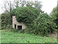 Ivy clad building