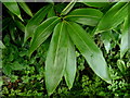 Bamboo plants, Botera Lower