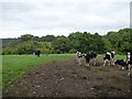 Cattle and the woods at Hole