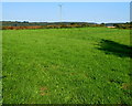 Field on the west bank of Black Brook, Woolaston