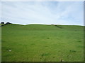 Grazing near Cobble Hall