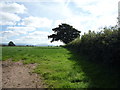 Grazing and hedgerow near Roundhill