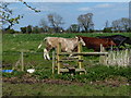 Stile along the east bank of the River Trent