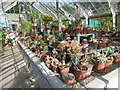 The cactus house in the Victorian Walled Garden at Quex Park