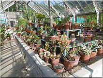 TR3068 : The cactus house in the Victorian Walled Garden at Quex Park by Marathon