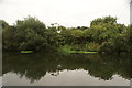 View of bushes reflected in the River Lea at Tottenham Hale