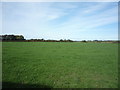 Grazing, Holme St Cuthbert