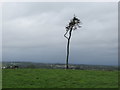 Lone tree atop Raith Hill