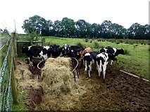 H3667 : Cattle feeding, Aghadulla (Harper) by Kenneth  Allen