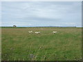 Grazing near Fasven