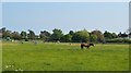 Horses grazing