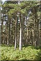 NJ6414 : Scots pines, Pitfichie Forest by Richard Webb