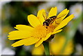 A Hoverfly feasts on the Leopard