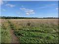 Footpath across field, Felton