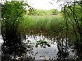 Cothill Fen