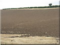 NT5581 : Ploughed field on the slope of Rockville Heughs by M J Richardson