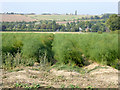 Asparagus beds, Cockham Farm