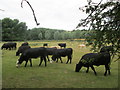 Bulls in a field near to Mead Wood