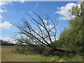 Fallen tree on the Harcamlow Way