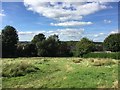 Penkhull: rough grassland