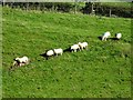 SK1648 : Sheep in single file by Ian Calderwood