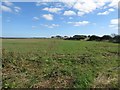 Arable field west of Cavil Head