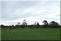 Grazing near Moss Farm