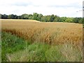 Field of oats near Stanleyburn Bridge