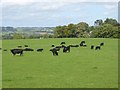 Bullocks in field below Kyo Bog Lane